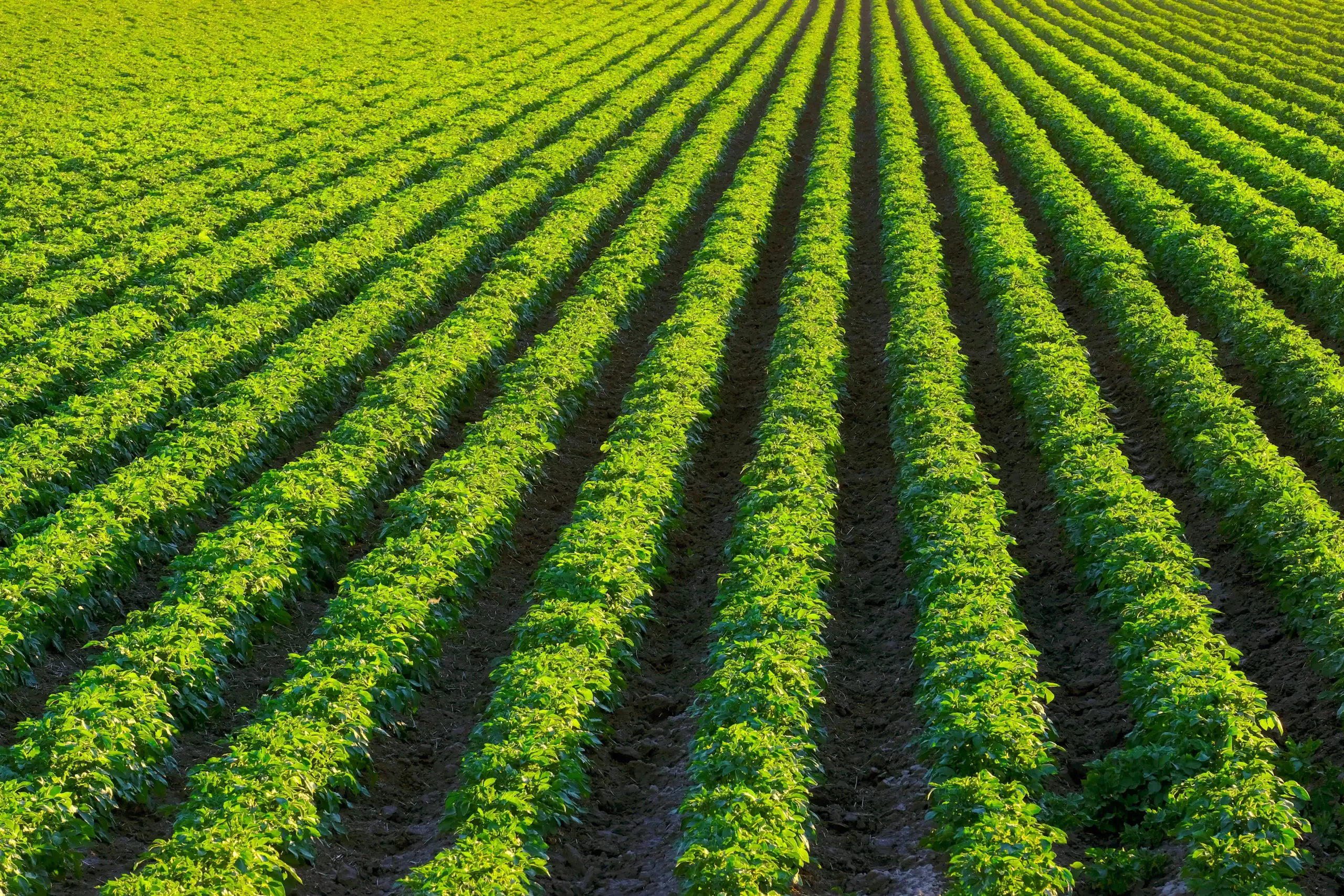 Row Crop Farming insurance Kentucky