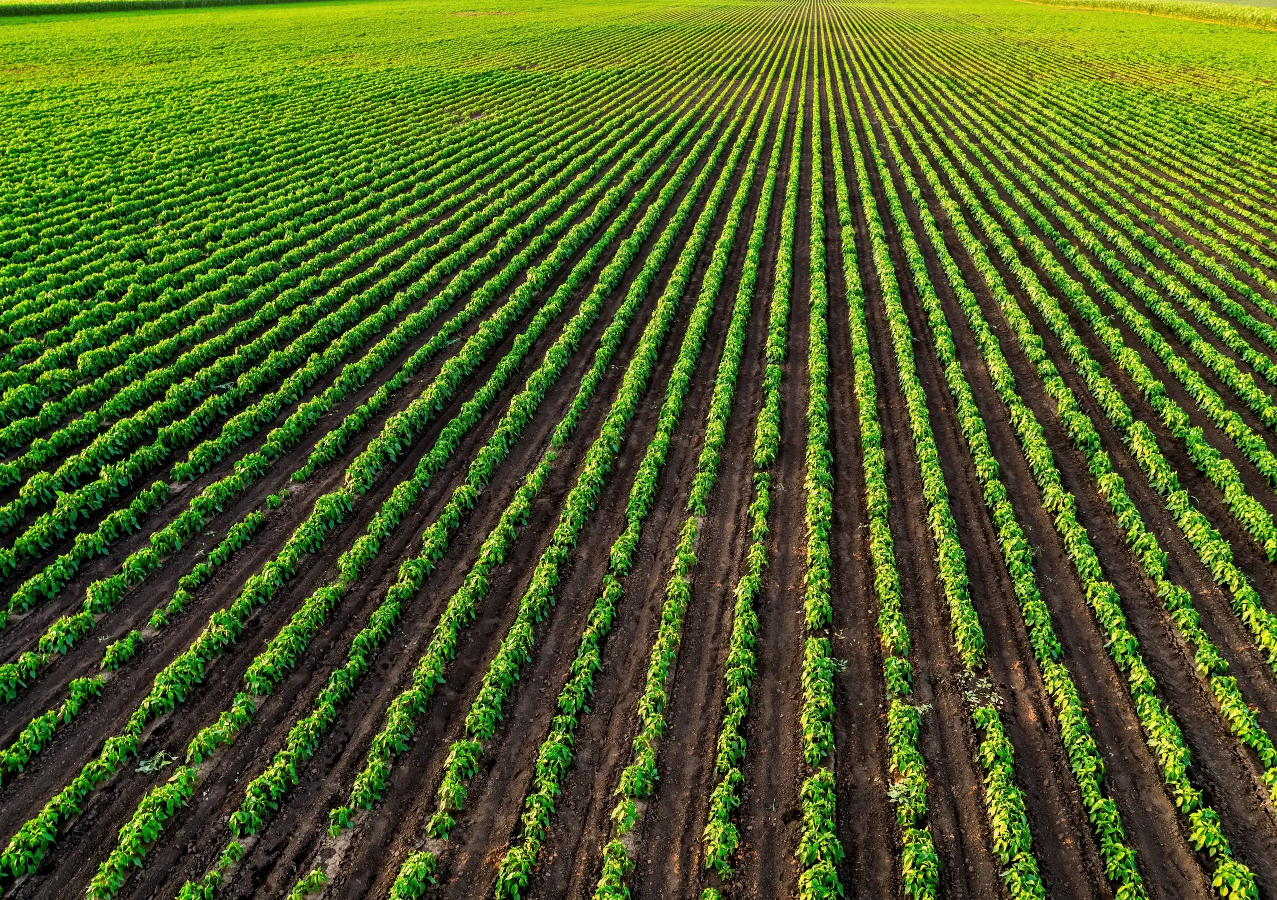 Row Crop Farming insurance Kentucky