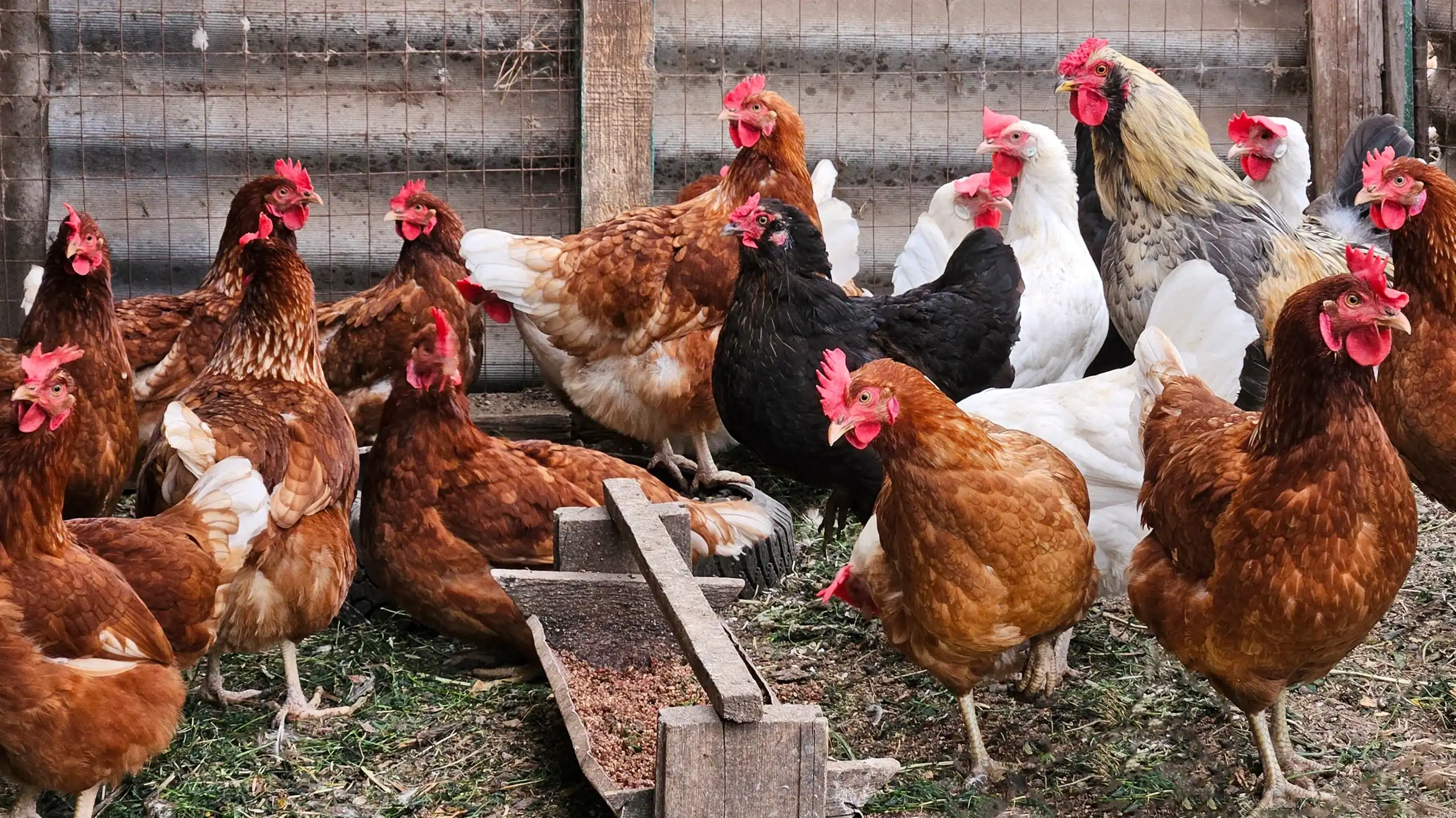 Livestock Mortality Insurance Kentucky