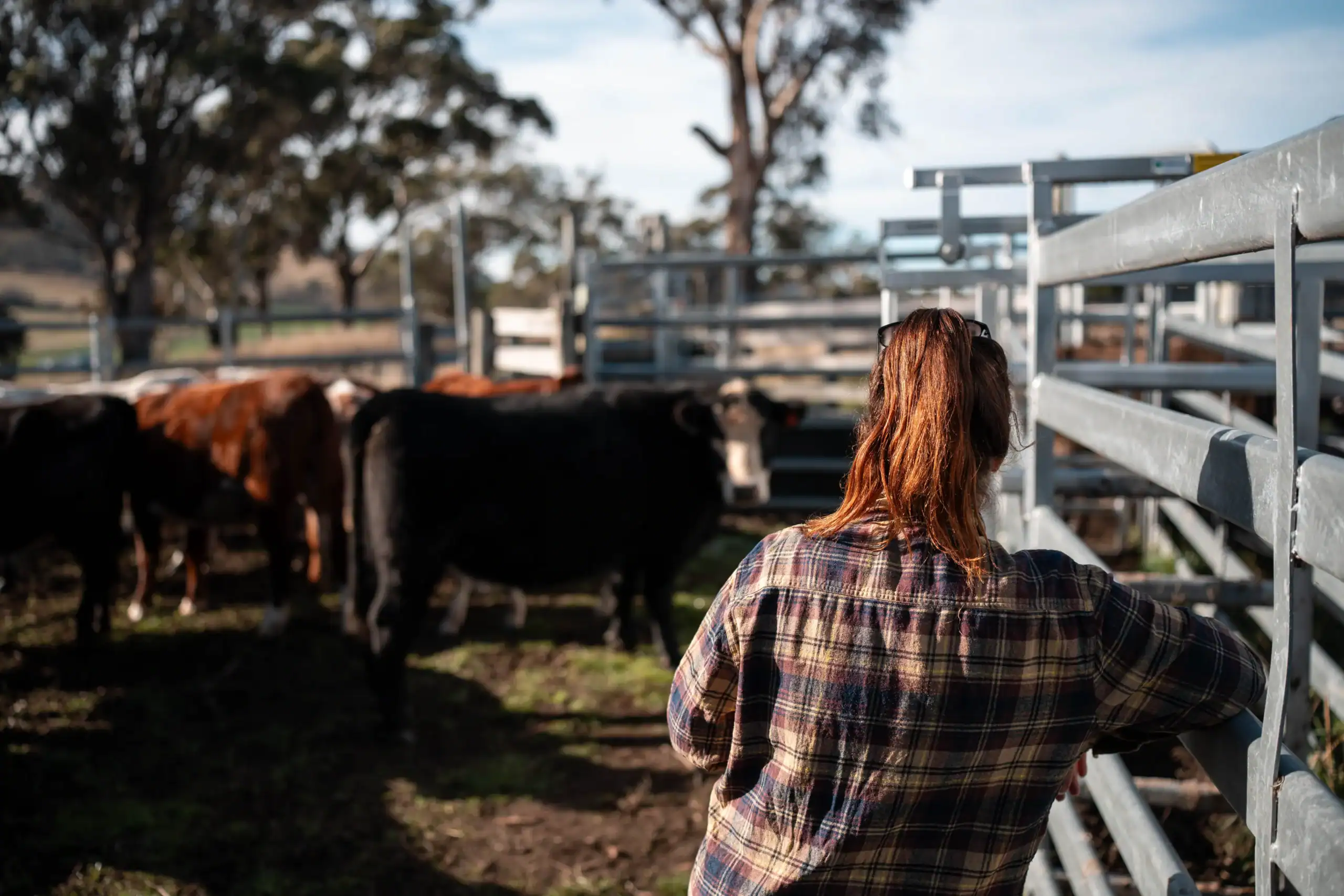 Livestock Mortality Insurance Kentucky